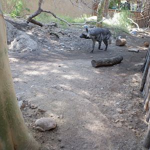 striped hyena exhibit