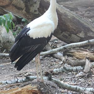 European white stork - juvenile