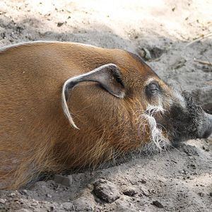 Red river hog