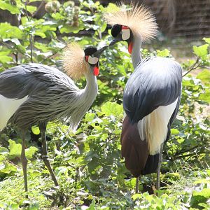 Grey-necked crowned cranes