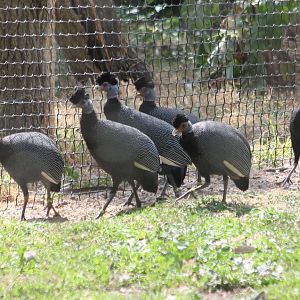 Crested guineafowl