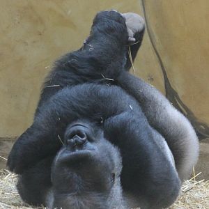 Western lowland gorilla - male