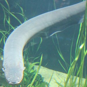 Electric eel