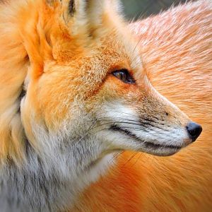 Foxy Orange