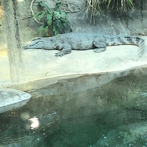 Siamese Crocodile 2-24-2020