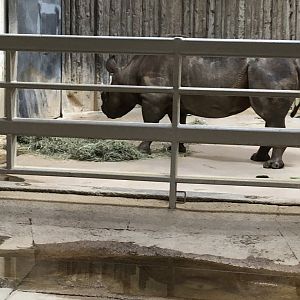 Black Rhino 2-24-2020