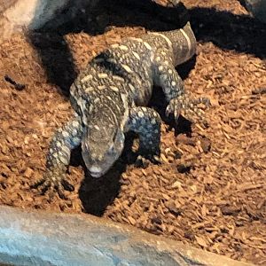 Nile Monitor 2-24-2020