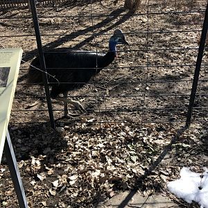 Double-wattled Cassowary 2-24-2020