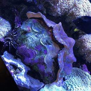 Giant Clam 2-24-2020