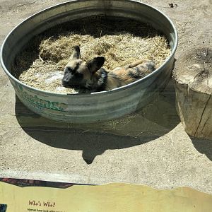 Painted Dog 2-24-2020