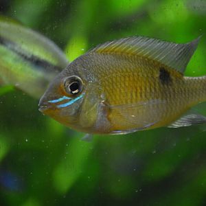 Unknown Fish (Cichlid?), Shedd Aquarium