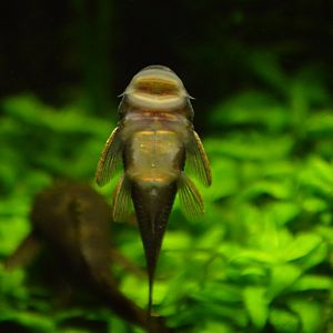 Pleco Species ID, Shedd Aquarium