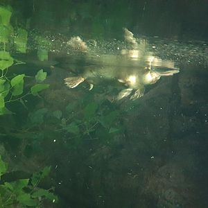 Platypus