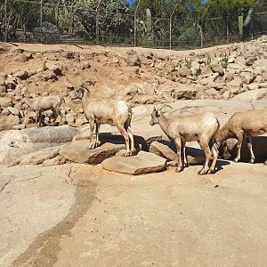 Desert Bighorn Sheep