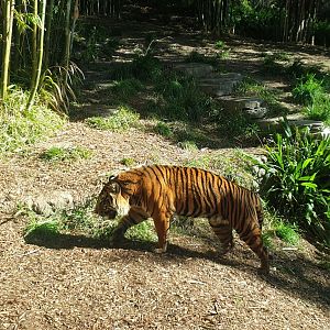 Sumatran Tiger