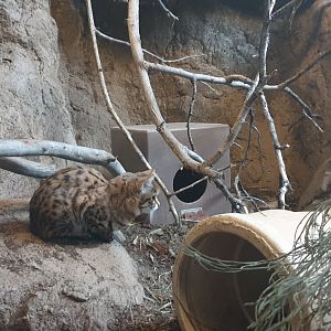 Black-footed Cat