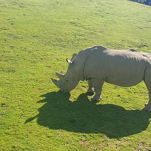 Male White Rhino