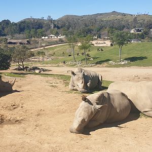 White Rhino Females