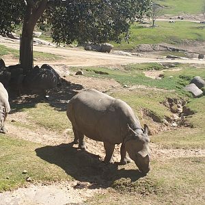 Indian Rhino