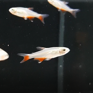 Aphyocharax anisitsi