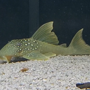 Baryancistrus demantoides