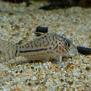 Corydoras punctatus