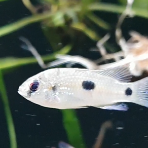 Pelvicachromis thomasi