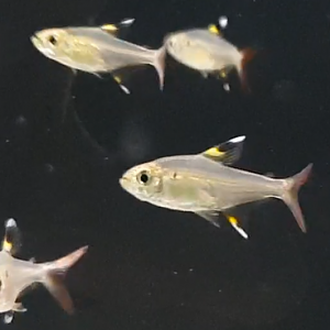 Pristella maxillaris