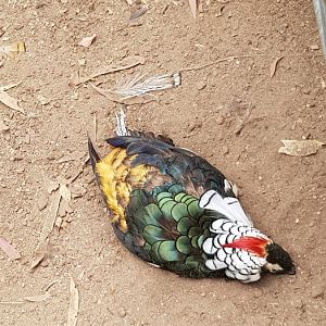 Lady Amhurst Pheasant cock