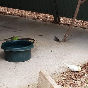 Various parrots feeding on the floor of the shelter