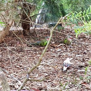 Parrots feeding on the ground