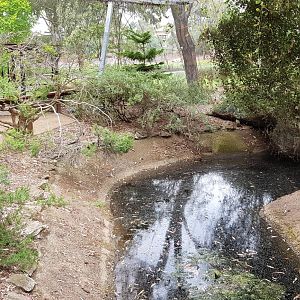Pond in walk trhu avairy - White Hills Botanic Garden