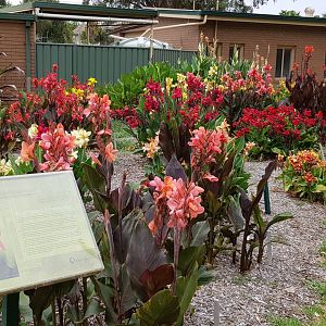 Canna Lilly collection - White Hills Botanic Garden