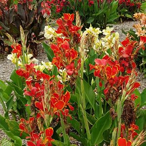 Canna Lilly collection - White Hills Botanic Garden