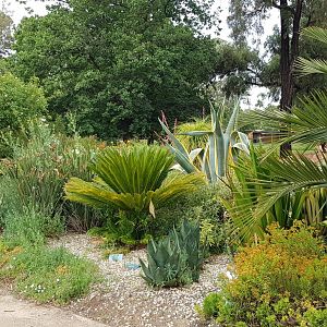 White Hills Botanic Gardens - arid garden
