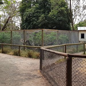New Spotted Quoll enclosure