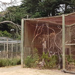 Ecelectus parrot avairy with waterbird avairy to the side