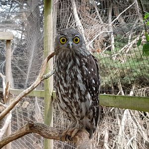 Barking Owl