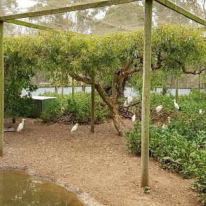 Wetland birds, mostly cattle egrets