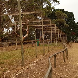 Wedge tailed and sea eagle aviaries