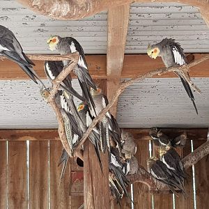 Cockatiel flock