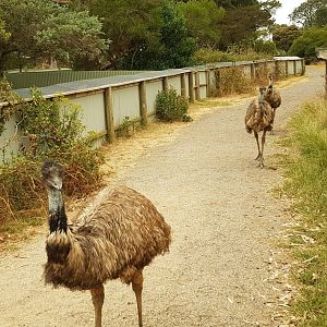 Emus waltzing past the tas devils