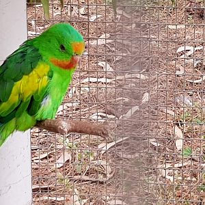 X bred parrot - i believe a Surpurb X Crimson wing parrot