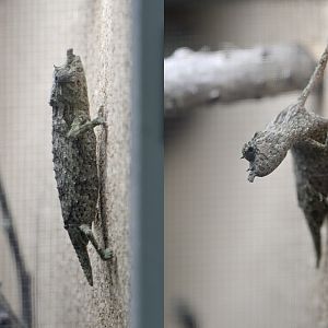 Nguru spiny pygmy chameleon
