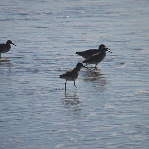 Shorebird ID (Monterey, 2019)