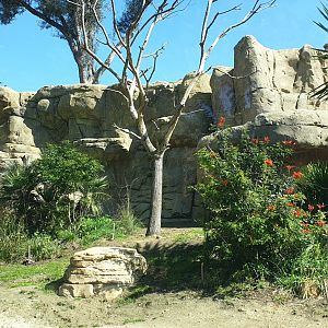 Hamadryas baboon exhibit, Africa Rocks