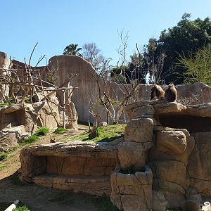 Gelada exhibit, Africa Rocks