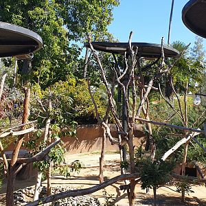 Koala exhibit, Australian Outback