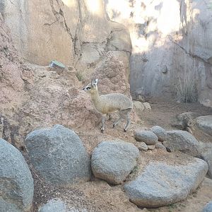 Klipspringer, Africa Rocks Kopje