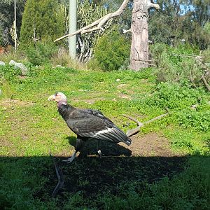 California condor, Elephant Odyssey